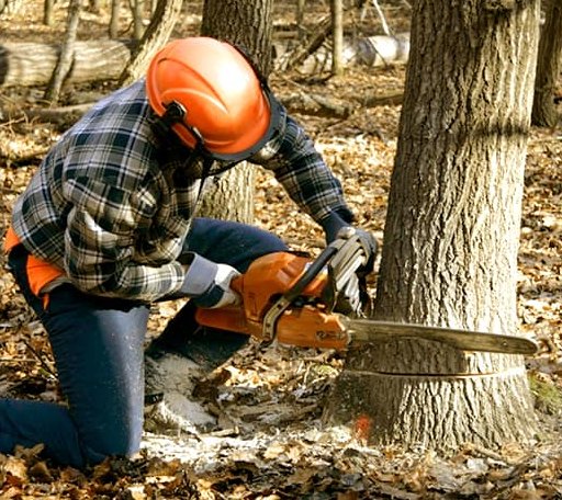Tree Removal in Chapman Ranch, TX